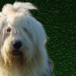 Hundebetreuung in der Hundepension Westerwald bei Sigrid und Klaus Geißler